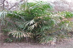 Calamus rotang